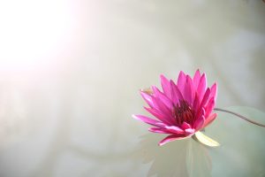 Trusted Lotus App Download: Step-by-Step Guide for India (2026)